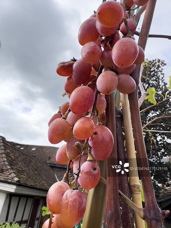 树上成熟的葡萄图片素材