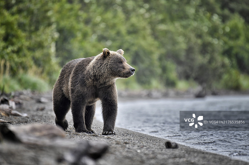 在阿拉斯加湖滩上行走的棕熊图片素材