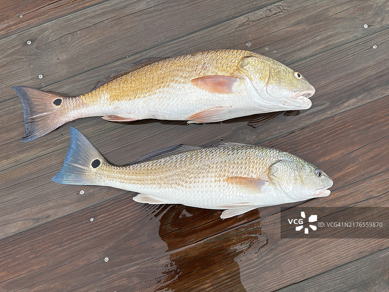 码头上的一对红鱼图片素材