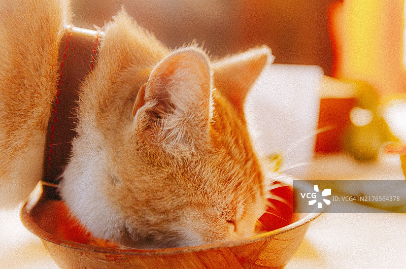 猫咪享用木盘美食图片素材