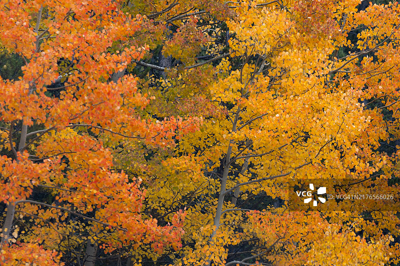 科罗拉多州的秋季白杨树和松树图片素材