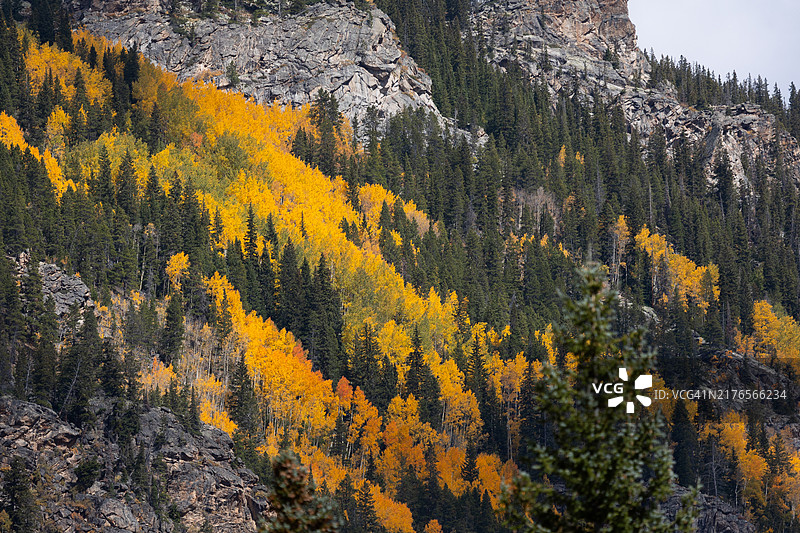科罗拉多州的秋季白杨树和松树图片素材