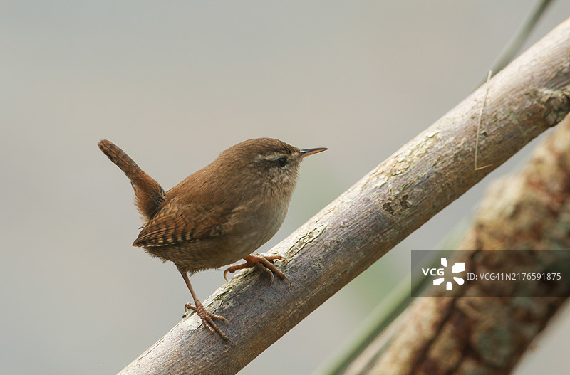 一只鹪鹩（Troglodytes troglodytes）栖息在树枝上图片素材