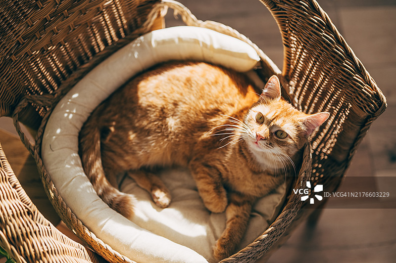 可爱的苏格兰折耳猫躺在客厅的床垫上图片素材