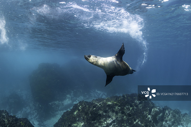 澳大利亚海狗，蒙塔古岛，新南威尔士州图片素材