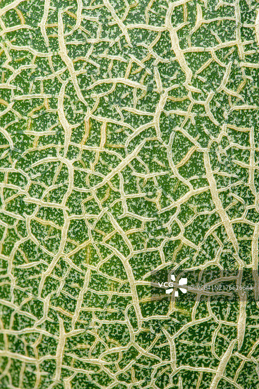 哈密瓜网状表皮特写镜头图片素材