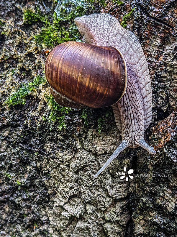 在山毛榉树上的罗马蜗牛图片素材