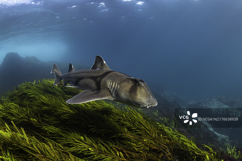 杰克逊港鲨鱼游过海草，新南威尔士州蒙塔古岛图片素材