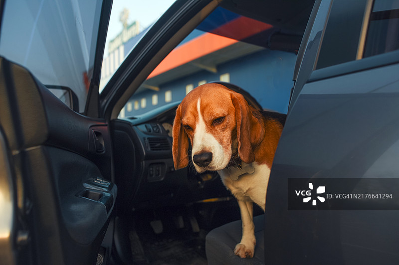 坐在车里的比格犬图片素材