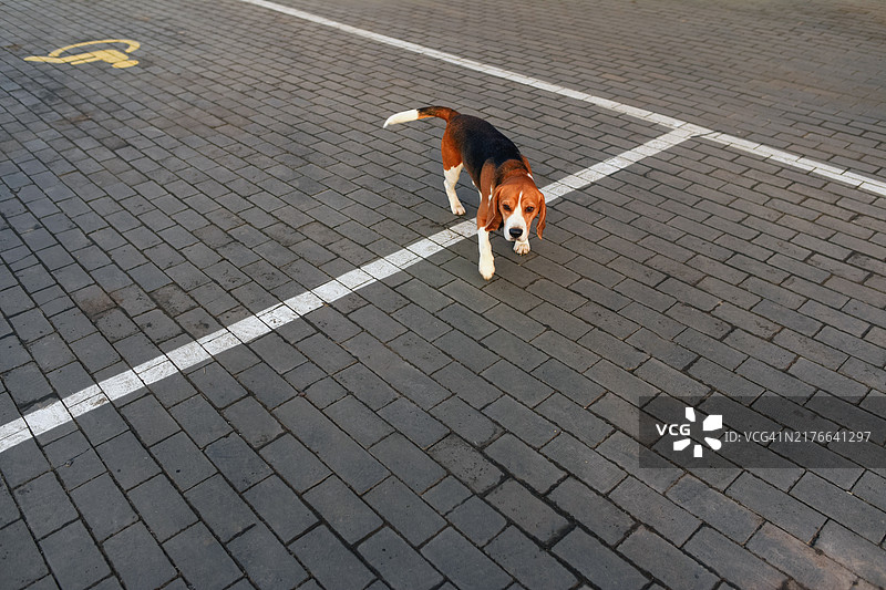 在停车场等待主人的比格犬图片素材