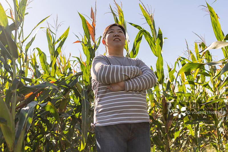 站在玉米田里的亚洲女农民图片素材