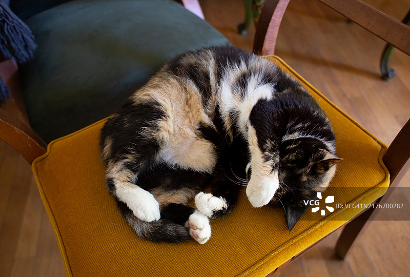 猫咪小憩图片素材