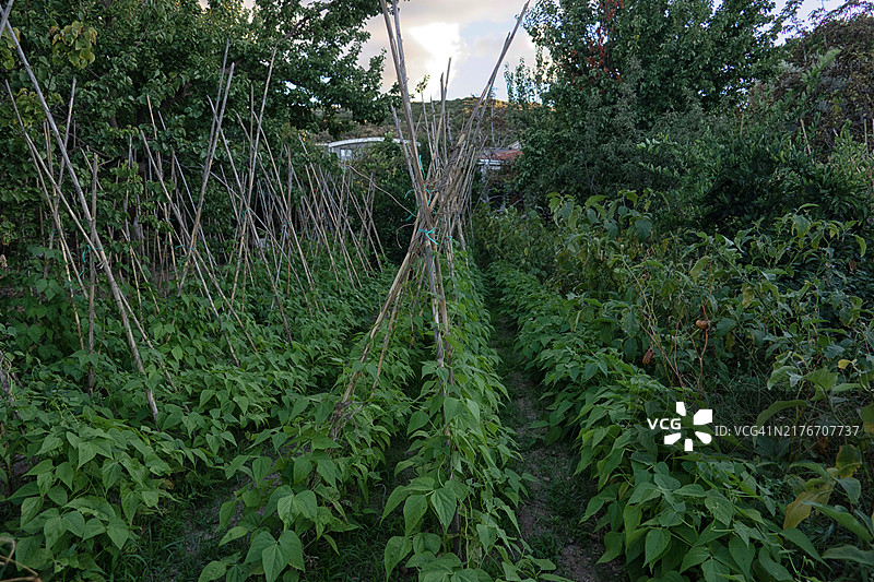 小菜园里成排的蔬菜植物图片素材