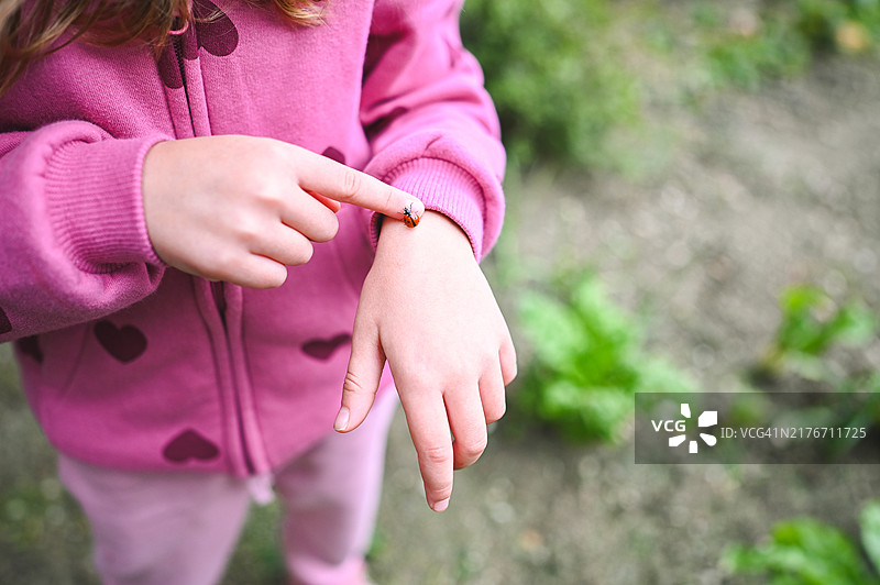 儿童观察手上的瓢虫图片素材