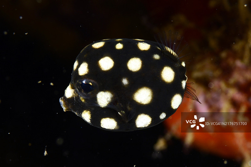 光滑的箱鲀图片素材