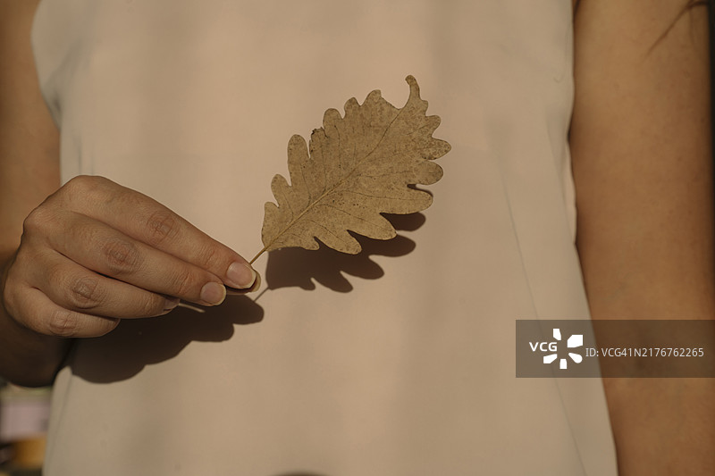 女人手持秋季橡树叶图片素材