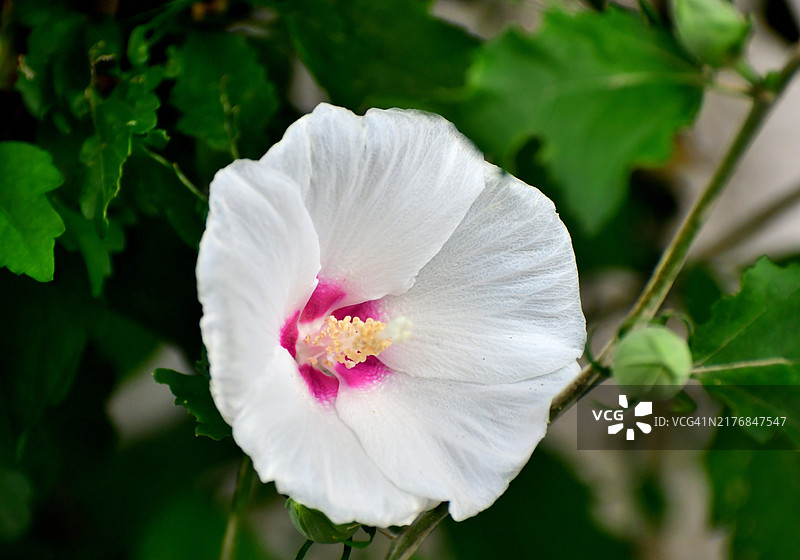 木槿花：花朵绚丽的落叶灌木图片素材