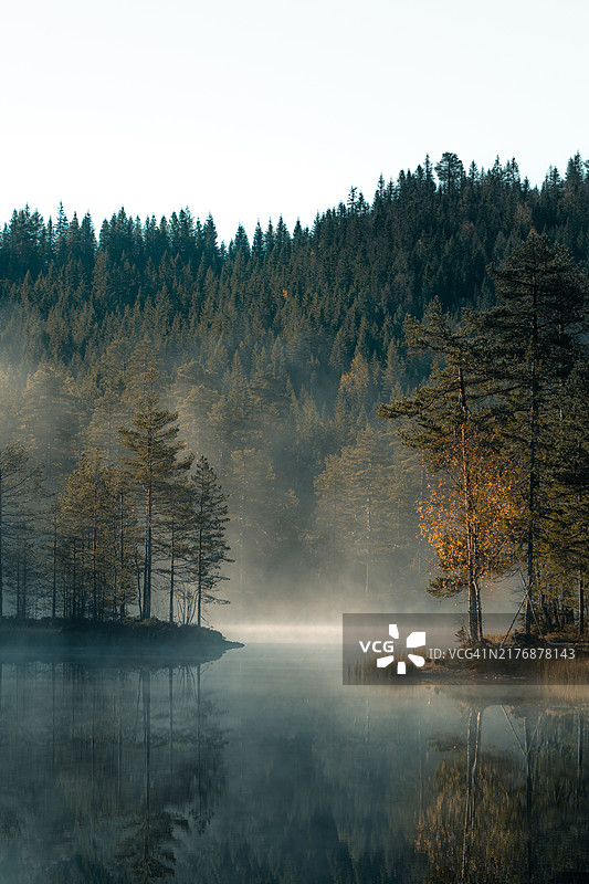 森林的清晨图片素材