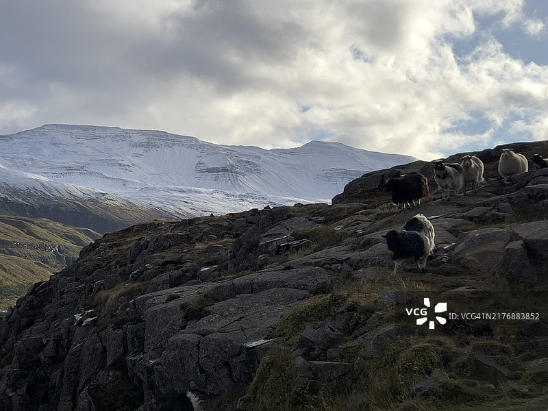 山上的冰岛绵羊群图片素材