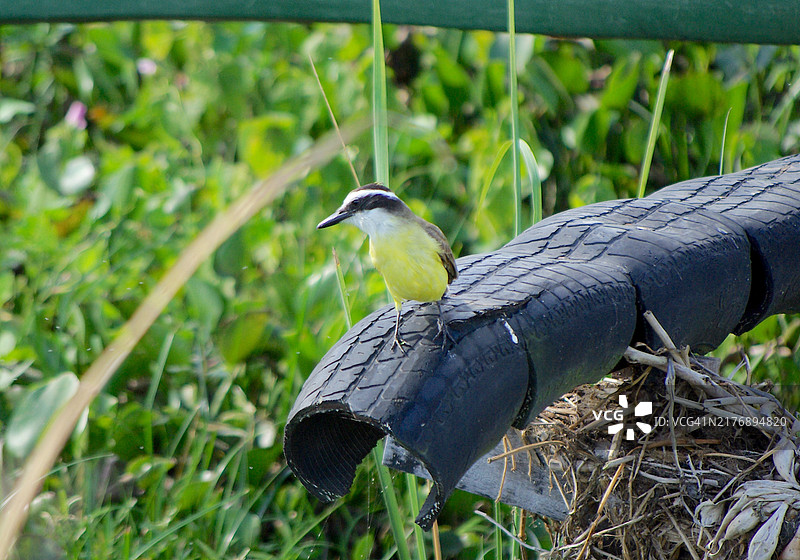 大王霸鹟特写图片素材