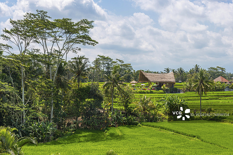 印度尼西亚巴厘岛乌布稻田间的咖啡馆图片素材