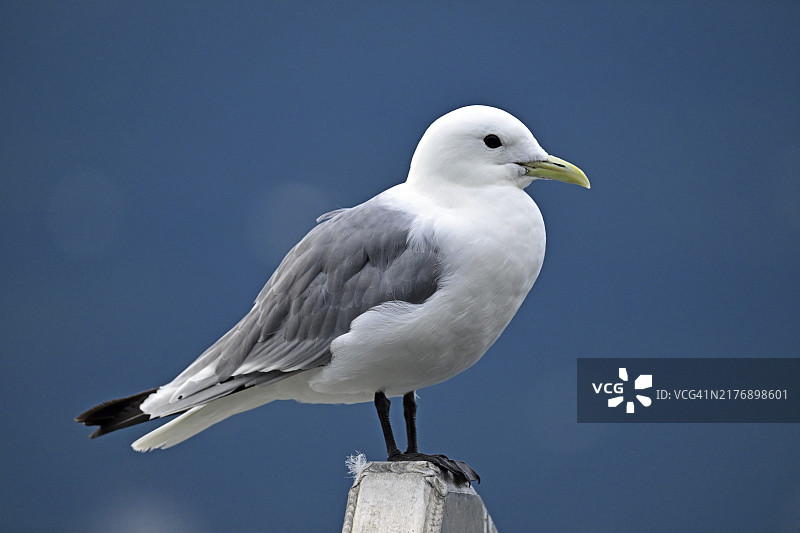 黑腿三趾鸥，威廉王子湾图片素材