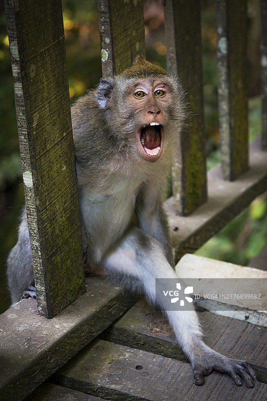 猕猴：乌布圣猴森林，巴厘岛，印度尼西亚图片素材