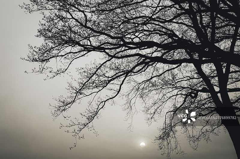 日落时分橡树树梢的剪影，太阳，傍晚，浪漫，德国，欧洲图片素材
