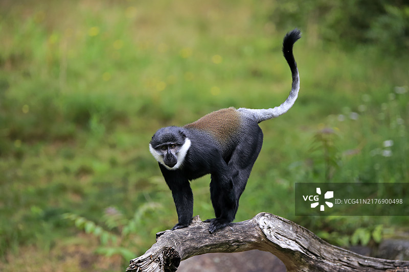 L氏猴，成年个体，在树上，警觉，圈养图片素材