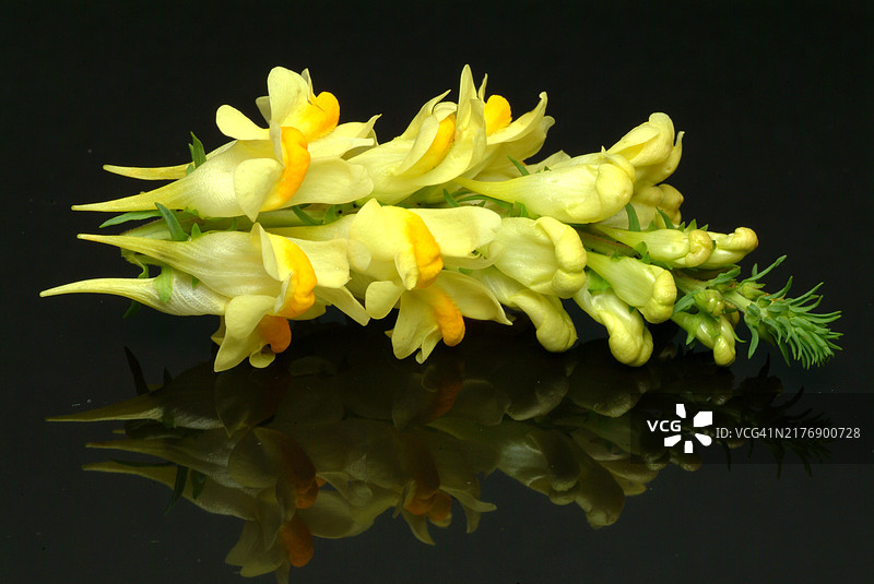 普通亚麻荠，药用植物图片素材