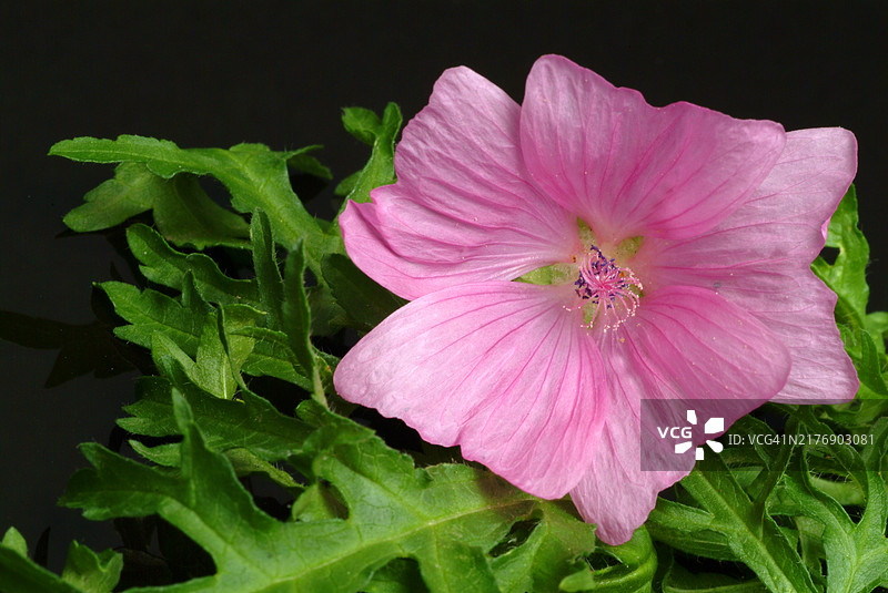 锦葵：一种淡粉色至白色的开花植物，是古老的药用植物图片素材