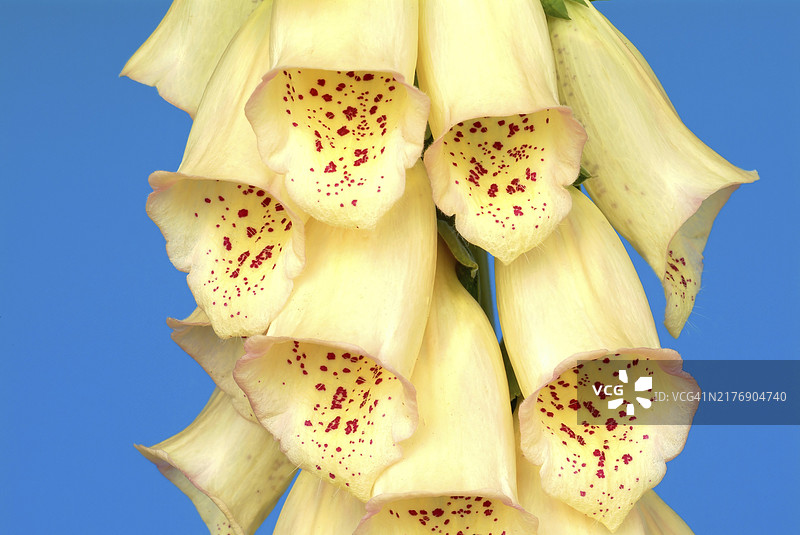 大花毛地黄，玄参科有毒植物，药用植物，不保证药用效果图片素材