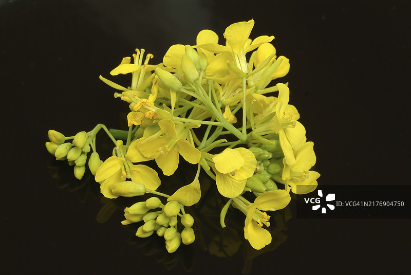 黑芥菜（Brassica nigra），十字花科芸苔属的植物，被广泛用作药用和有用的植物，或黑芥菜，是一种一年生植物，因其黑色或深棕色的种子而种植，这些种子通常图片素材