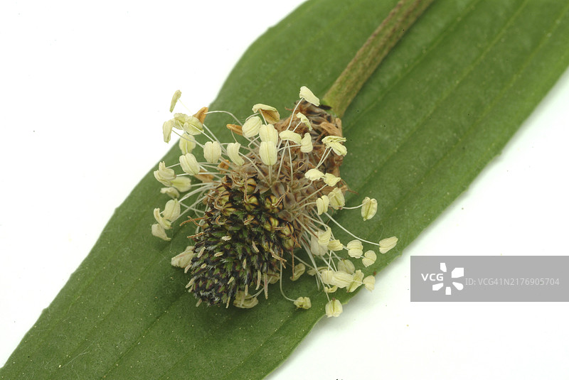药用 Plantain（Plantago lanceolata）：重要的止咳药，也具有良好的伤口愈合能力。成分：粘液、虹甙类糖苷、苯乙醇类，具有抗炎和杀菌作用图片素材