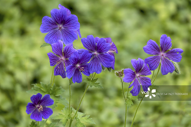 德国北莱茵-威斯特法伦州天竺葵图片素材