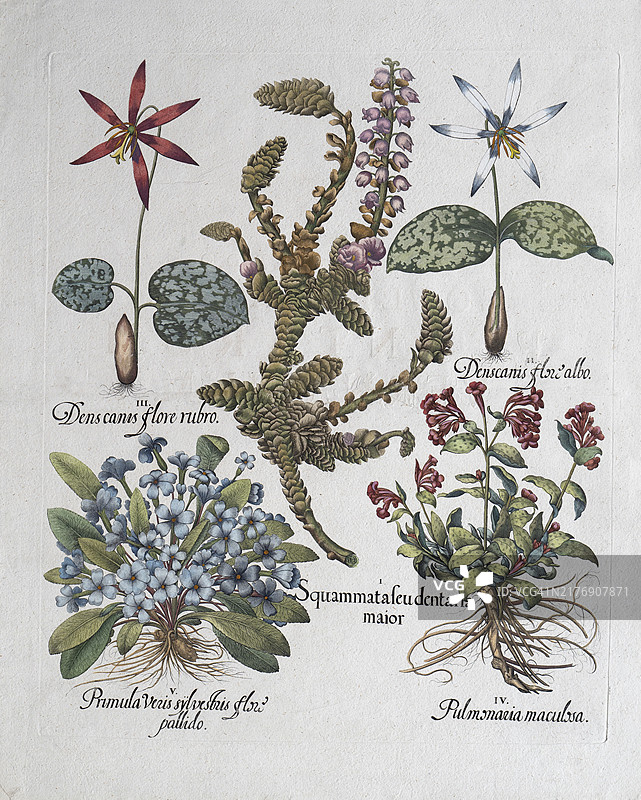 手绘铜版画：狗牙花、报春花等图片素材