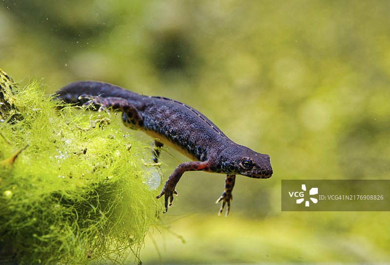 高山蝾螈，真螈，有尾两栖动物，分布于包括阿尔卑斯山在内的欧洲部分地区图片素材
