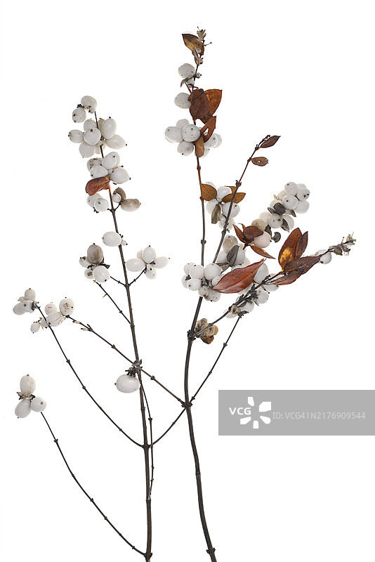 白色雪果（Symphoricarpos），白色背景，巴伐利亚，德国，欧洲图片素材