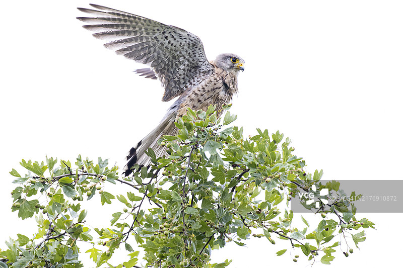 德国红隼在树枝上展翅图片素材