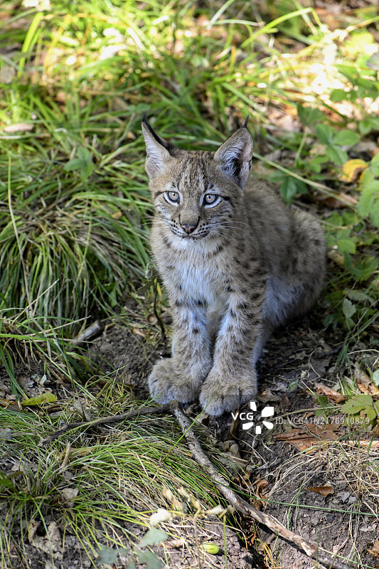 幼年欧亚猞猁（Lynx lynx），圈养，法国洛林摩泽尔省罗德图片素材