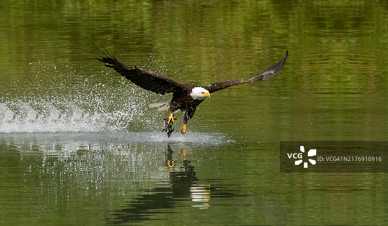 老鹰在水面上用爪子抓着鱼图片素材