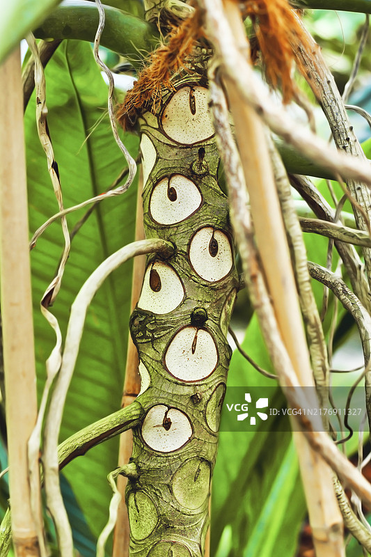 异国风情“二裂叶喜林芋”的树干，脱落的叶子留下疤痕，看起来像树干上的眼睛图片素材