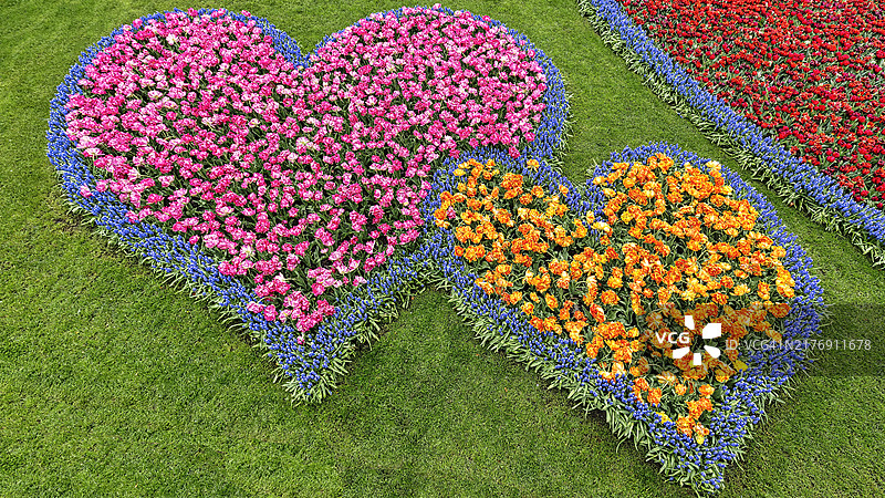 两颗心，郁金香和葡萄风信子花坛，俯视图，库肯霍夫花园，利瑟，花田区，南荷兰，荷兰图片素材