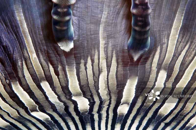 串珠海葵（曙红异海葵），细节，班达海，太平洋，萨帕鲁阿岛，马鲁古群岛，印度尼西亚，亚洲图片素材