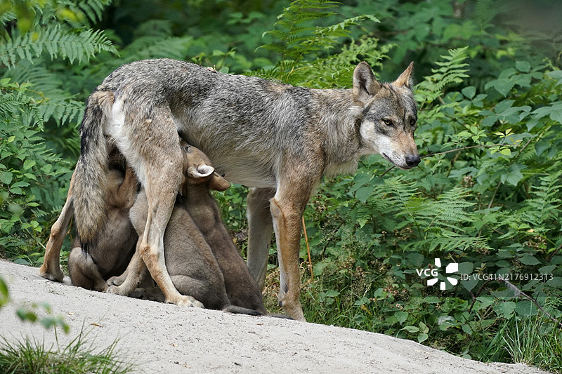 圈养欧洲灰狼，成年狼哺乳幼崽图片素材