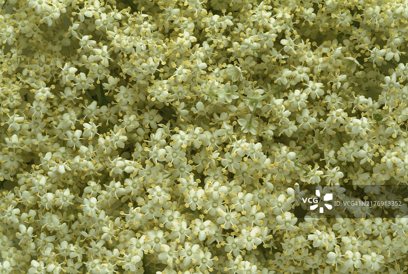 接骨木花，黑接骨木（Sambucus nigra），药用植物，被认为是治疗感冒、肾脏和膀胱问题以及增强心脏和血液循环的有效家庭疗法图片素材