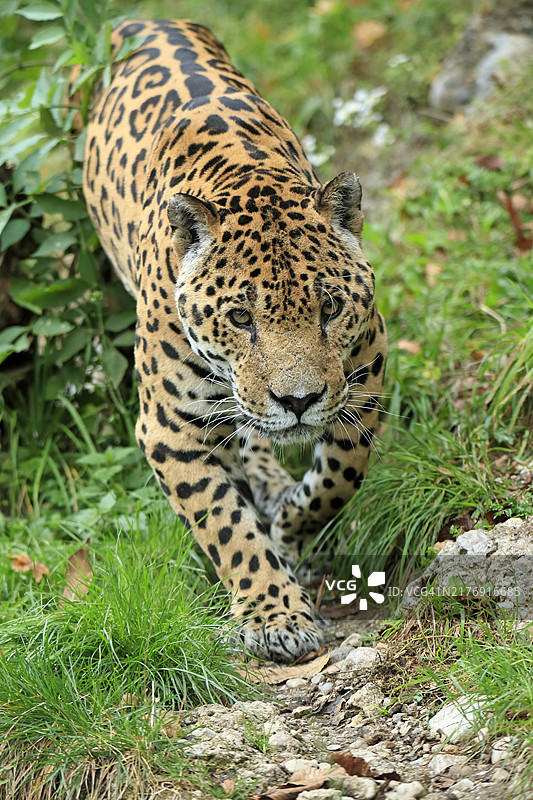 美洲虎（Panthera onca），成年，警觉，潜行，圈养图片素材