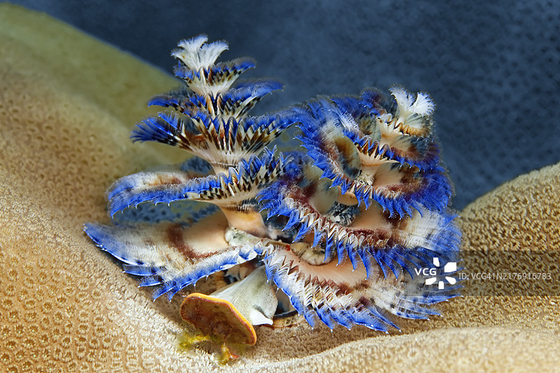 蓝色圣诞树蠕虫图片素材