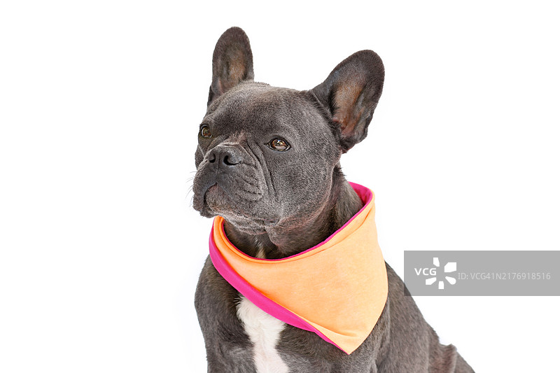 戴着橙色围巾的法国斗牛犬图片素材