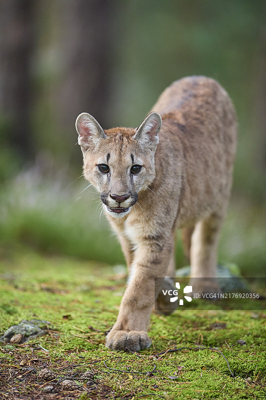 在森林中奔跑的美洲狮幼崽图片素材